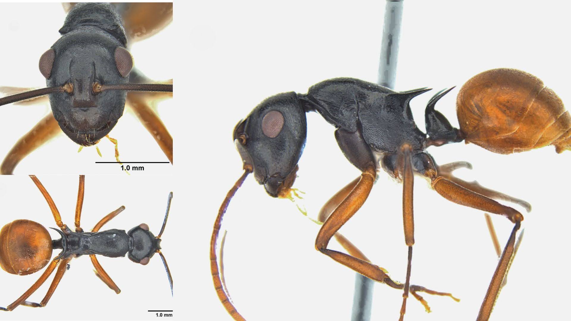 Hidden City Wildlife: New 'Spiny Ant' Species Identified Near Guwahati